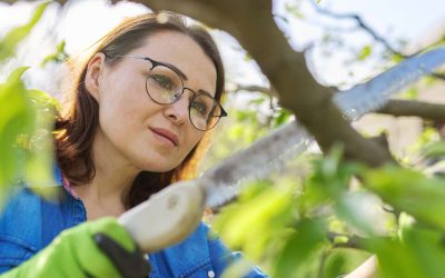 Common Mistakes to Avoid When Pruning Apple Trees in Kalamazoo, MI