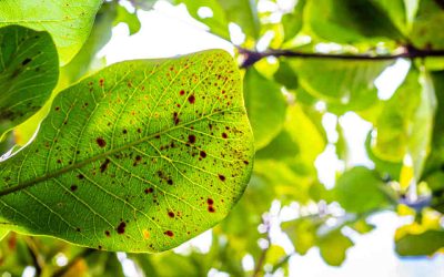 What To Do About the Black Spots on Your Tree Leaves in Rockford, MI