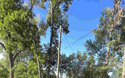 Can a Split Tree Branch Be Repaired?