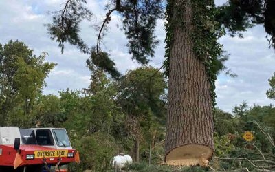 Large Tree Removal: How To Choose the Right Tree Service Company in Grand Rapids, MI
