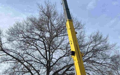 What You Need to Know When Pruning Tall Trees