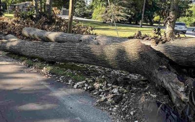 What Causes a Tree to Die in Allegan, MI: Four Common Reasons