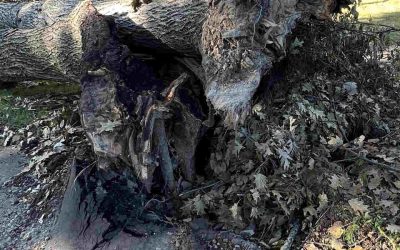 Will Cutting Tree Roots Kill the Tree in Zeeland, MI?
